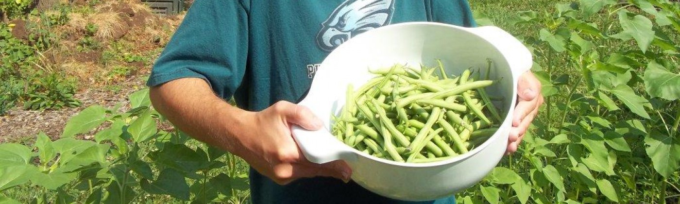 A man in a garden, holding a bowl full of green beans