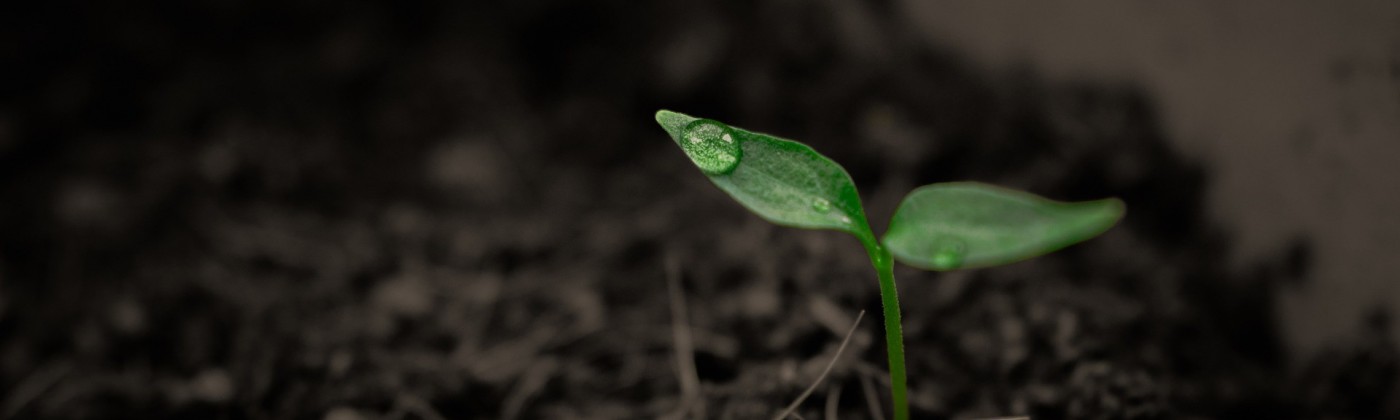 A plant sprout emerging from soil, with a water droplet on a leaf