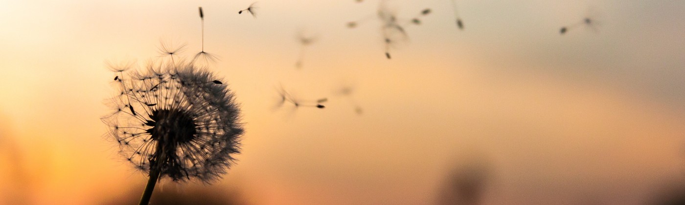 dandelion in front of sunset