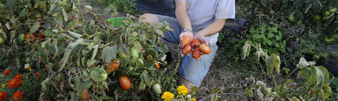 A man kneeling in a garden, holding up a handful of fresh tomatoes.