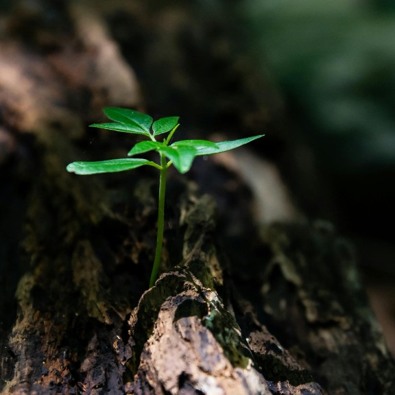 A little plant sprouting out of tree bark.