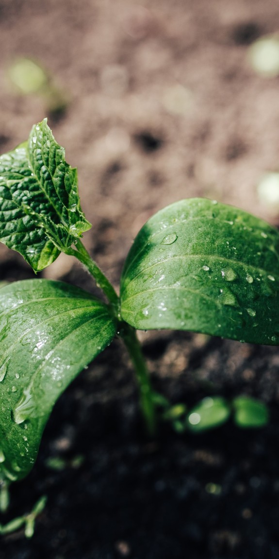 A picture of a small plant in the ground recently watered.