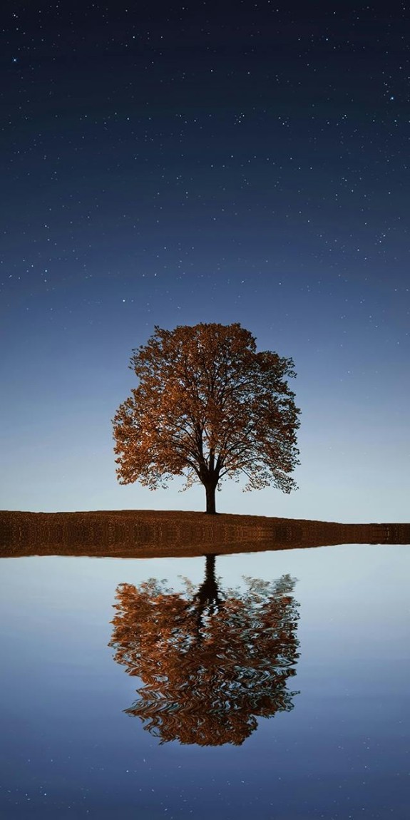 A lone tree amidst a nightfall sky, by a small body of water. The water reflects the tree.