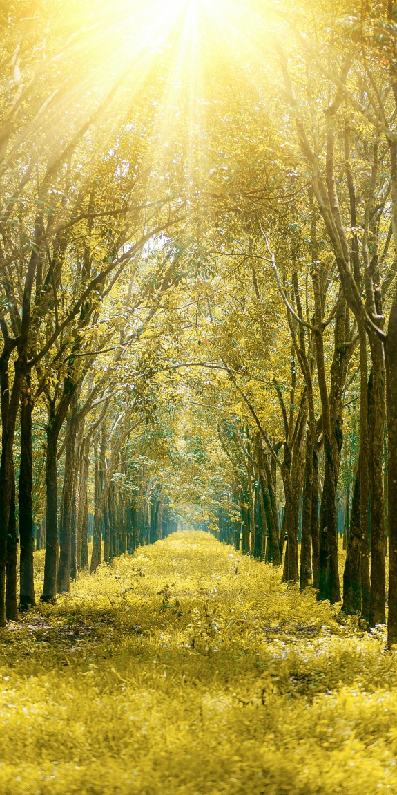 Sunny path in a forest.