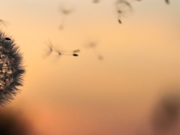 Migrated automatically. dandelion
