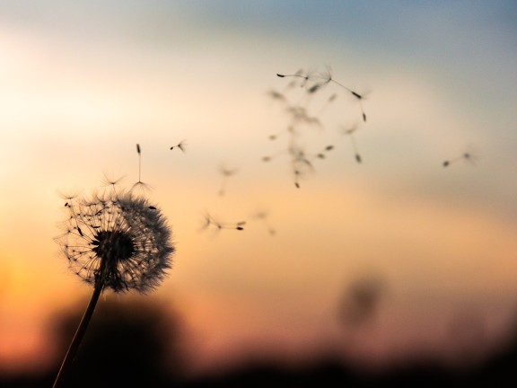 dandelion in front of sunset