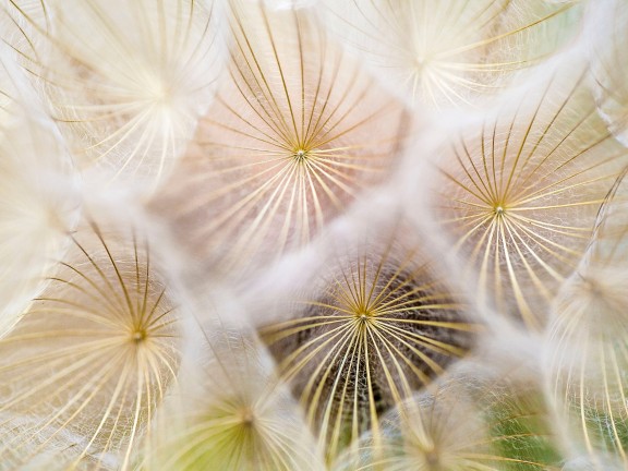 close up of dandelions