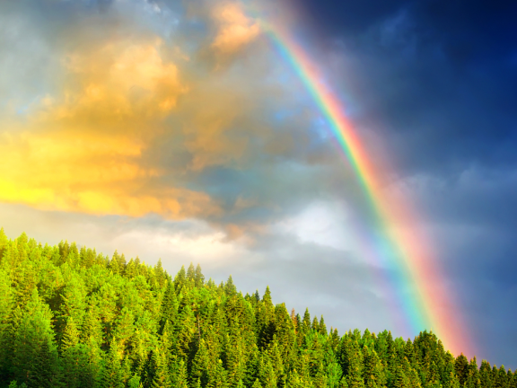 An image of a sky after a storm featuring a sunlight, a rainbow, and tall trees in the woods.