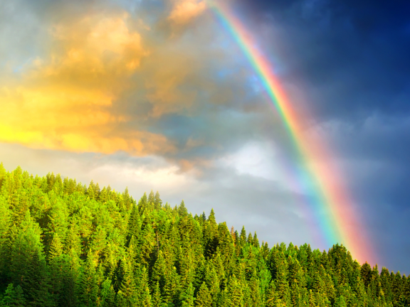 An image of a sky after a storm featuring a sunlight, a rainbow, and tall trees in the woods.