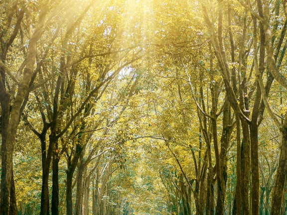 Sunny path in a forest.