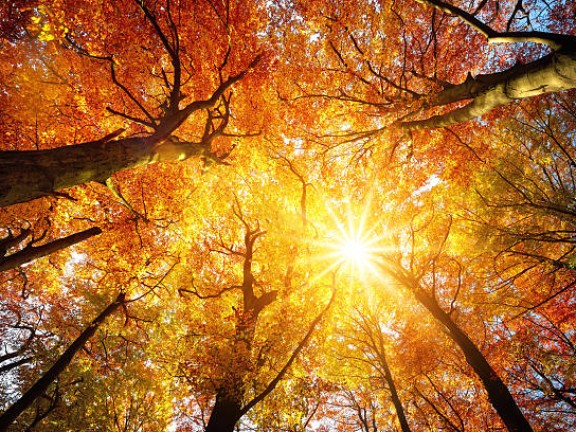 Autumn Trees
