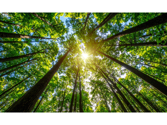 trees