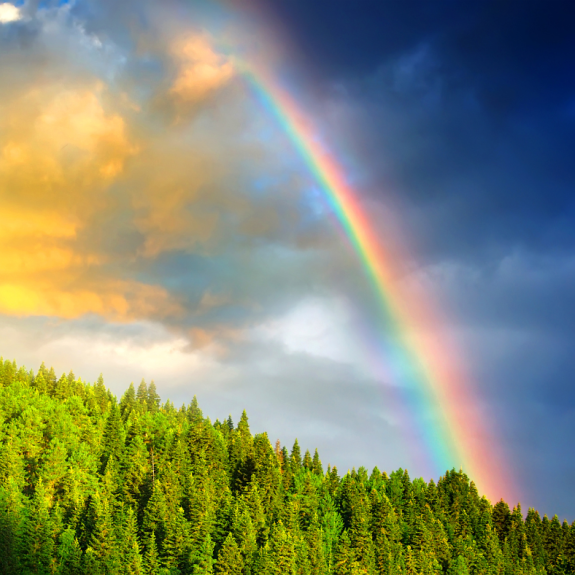 An image of a sky after a storm featuring a sunlight, a rainbow, and tall trees in the woods.