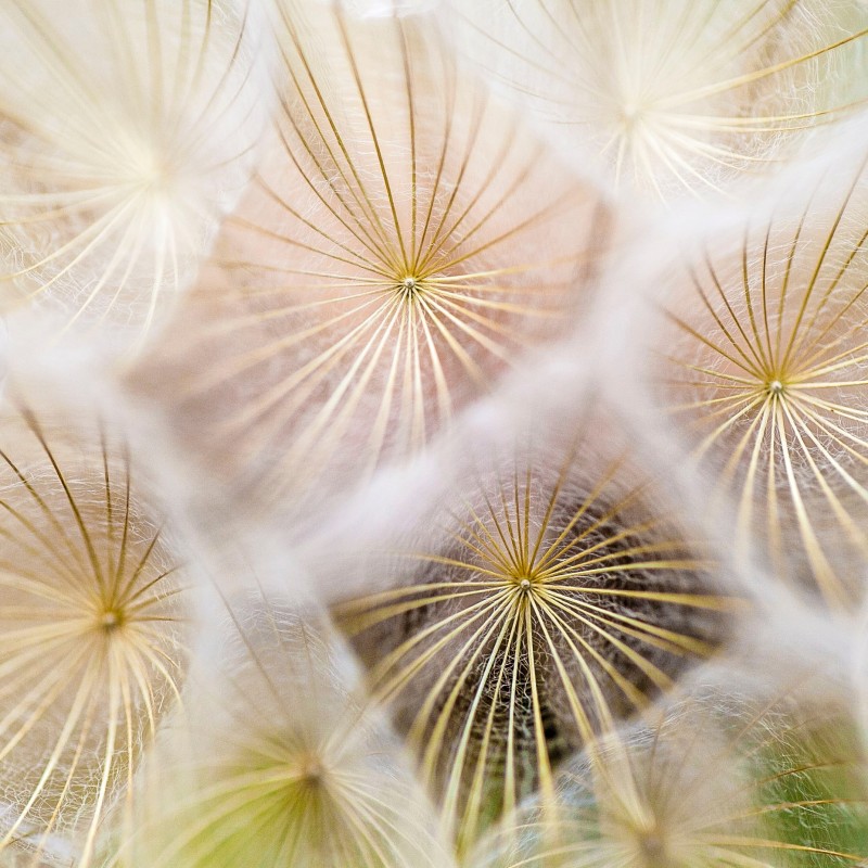 close up of dandelions