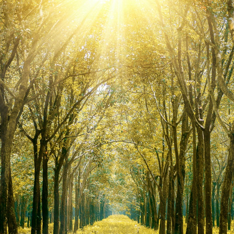 Sunny path in a forest.
