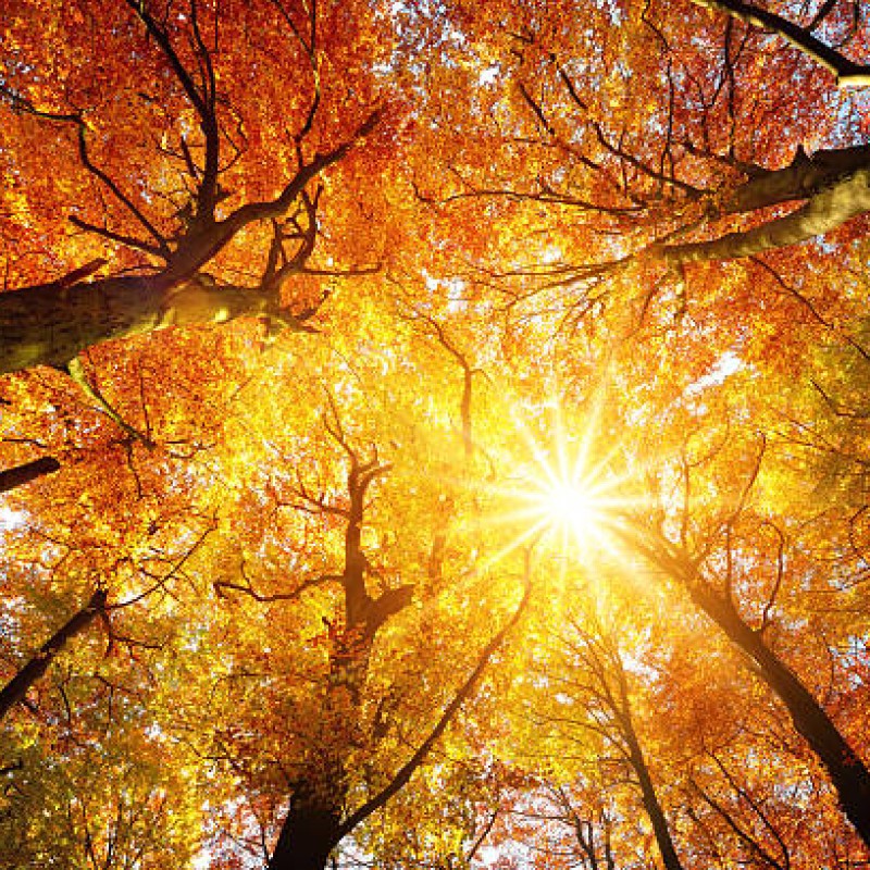 Autumn Trees