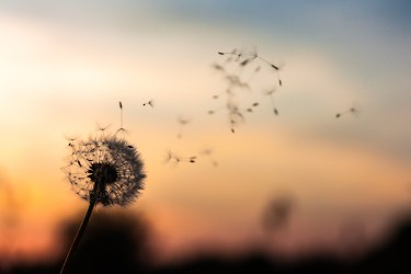 dandelion in front of sunset