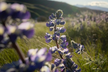 A picture of lavender flowers blooming in a sunny field. 