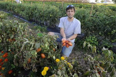 A man kneeling in a garden, holding up a handful of fresh tomatoes.