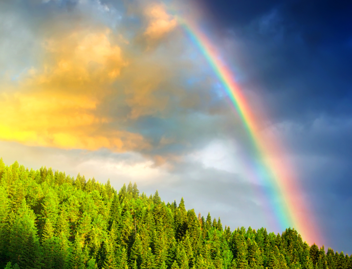 An image of a sky after a storm featuring a sunlight, a rainbow, and tall trees in the woods.