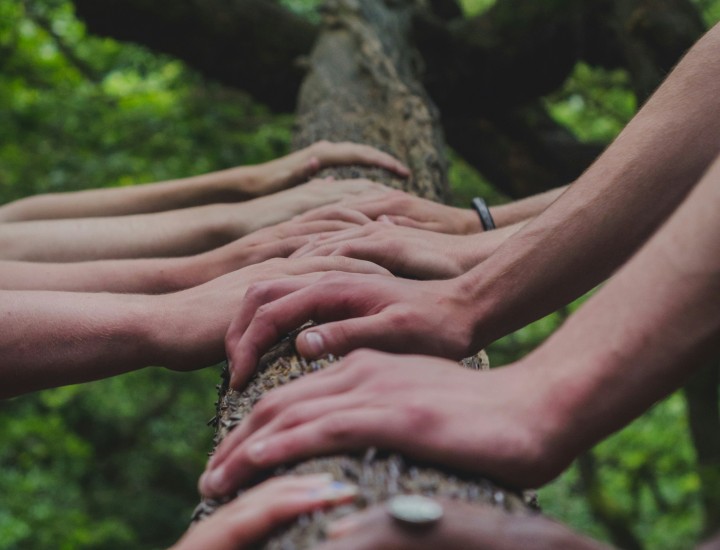 A group of people placing their hands on a tree trunk.