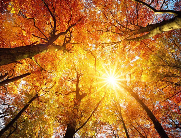 Autumn Trees