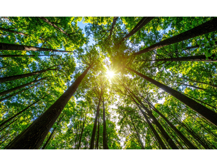 trees
